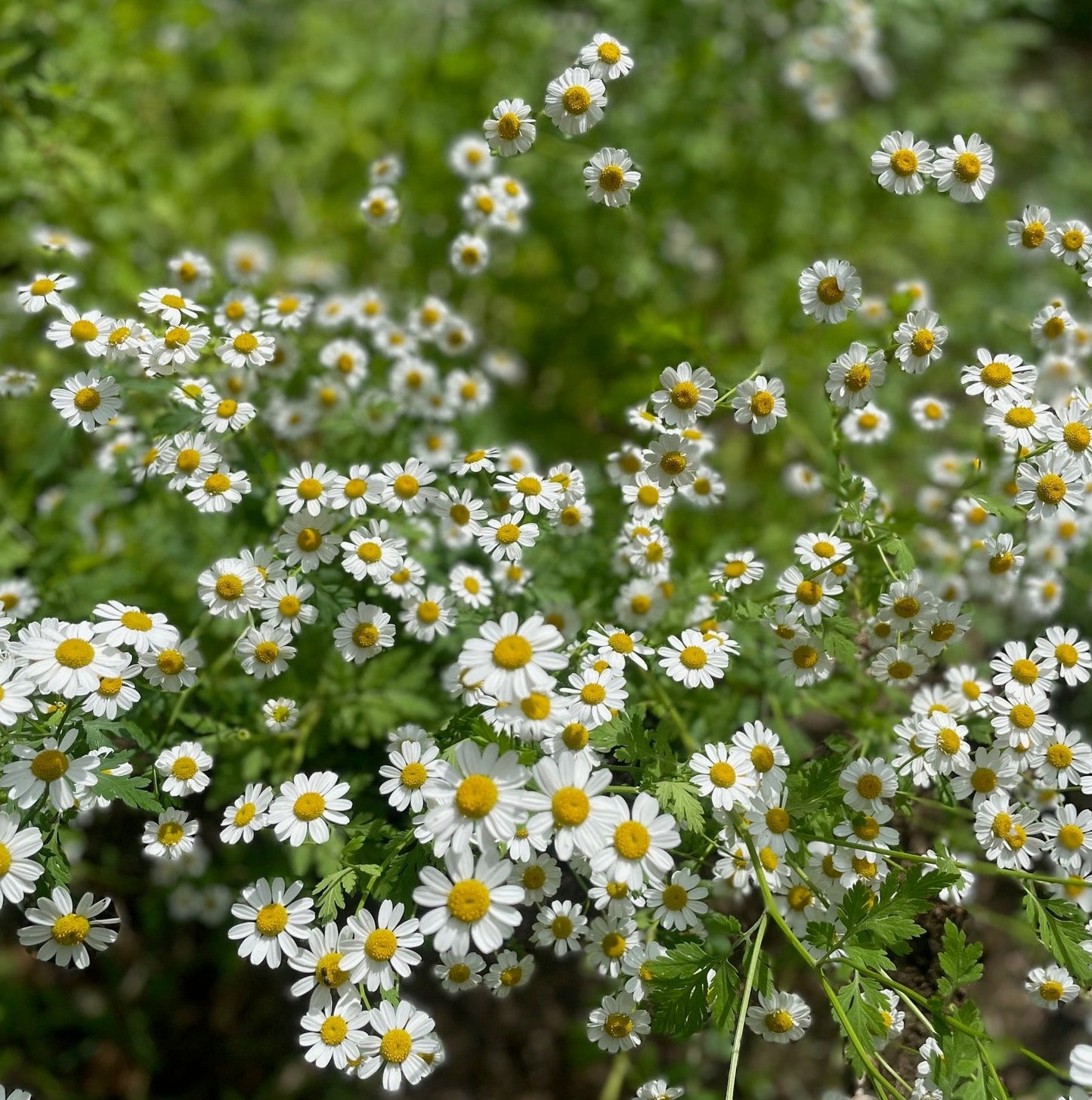 Feverfew Plant