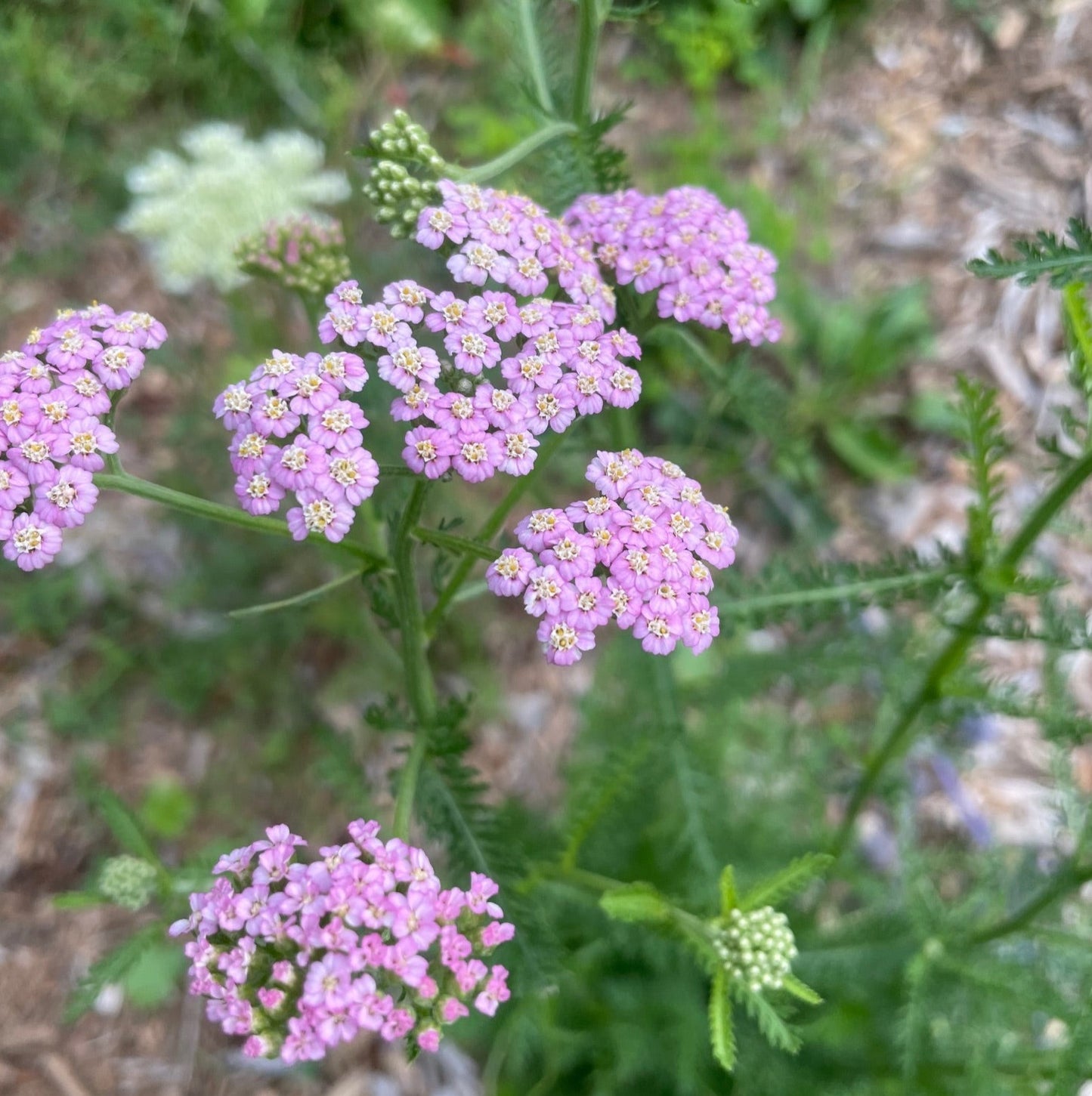Yarrow Plant