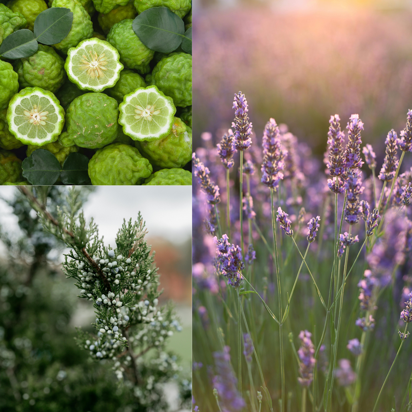 Collage of green citrus fruit, green leaves, a juniper branch with berries, and purple lavender.