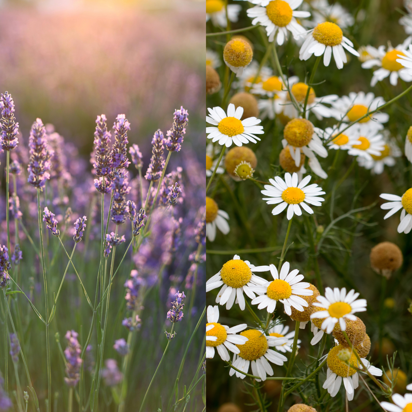 Two images side by side: one of lavender flowers and the other of daisies with yellow centers.