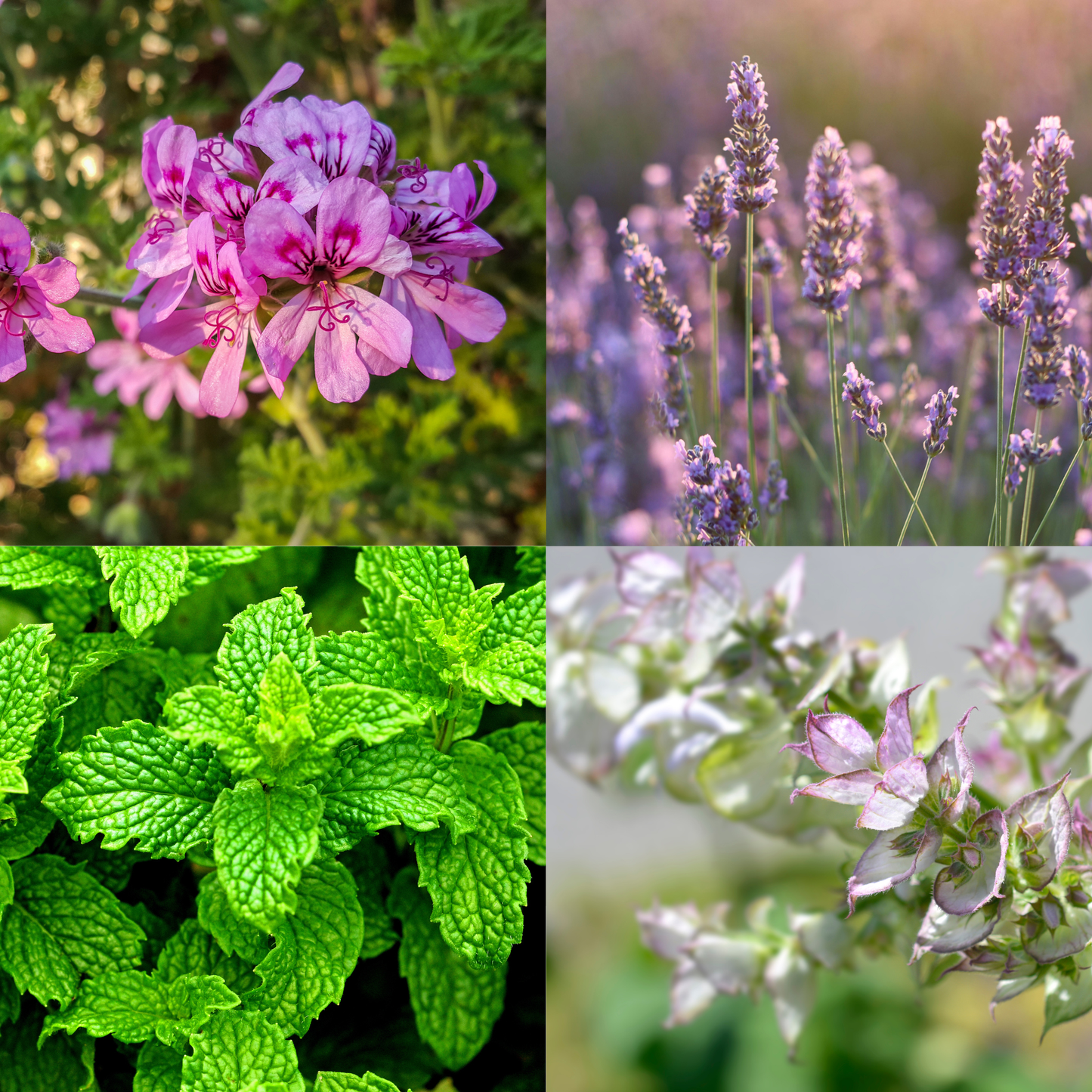 Collage of four different flowers including pink flowers, lavender, green leaves, and white flowers.