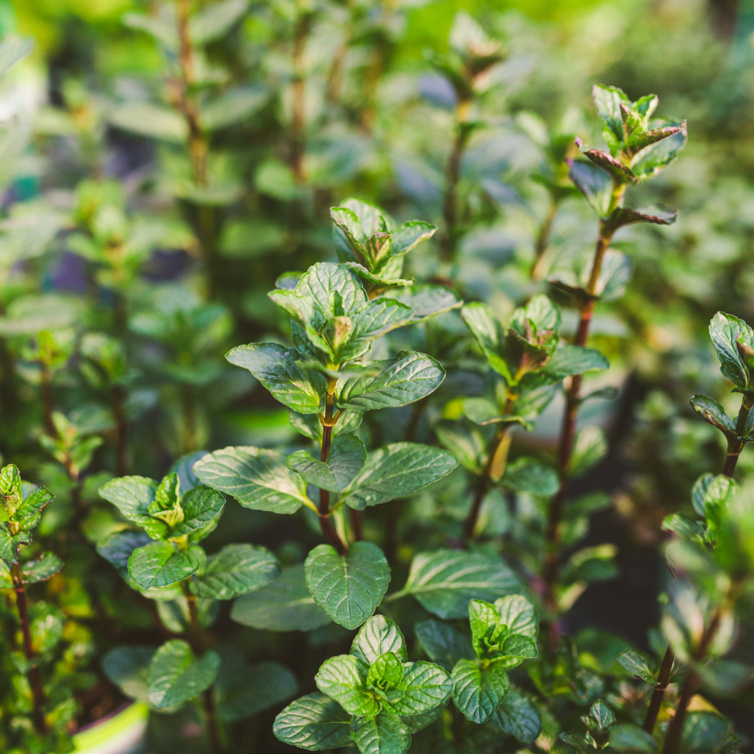 Peppermint Plant