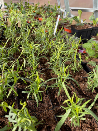 Plants