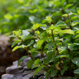 Fresh Herbs