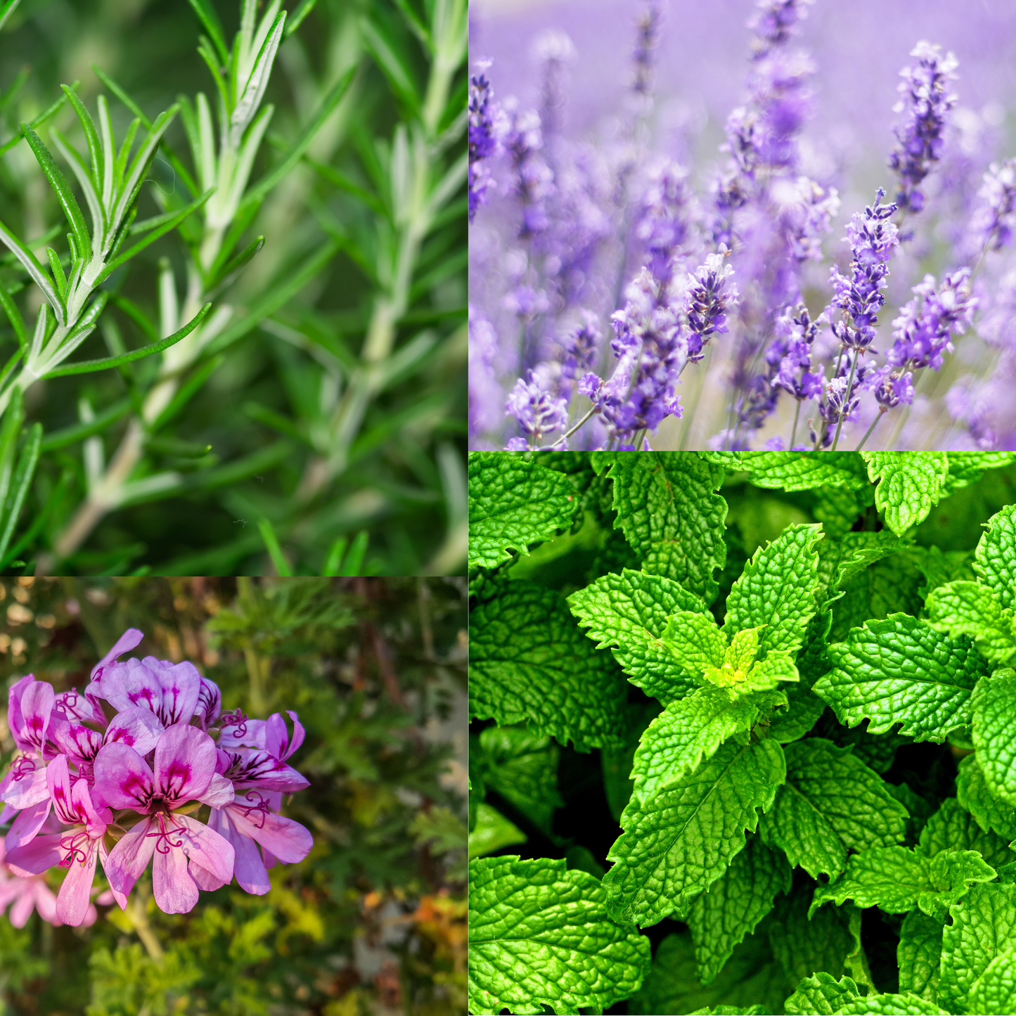 Collage of different plants including lavender, rosemary, and mint.