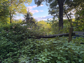 Lush green forest with a wooden fence and clear blue sky