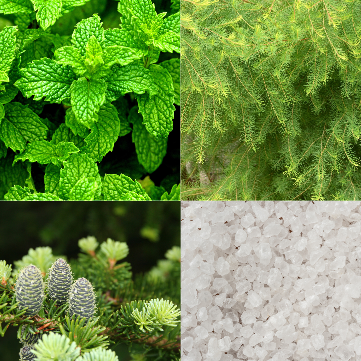 Four different textures of greenery and sea salt.