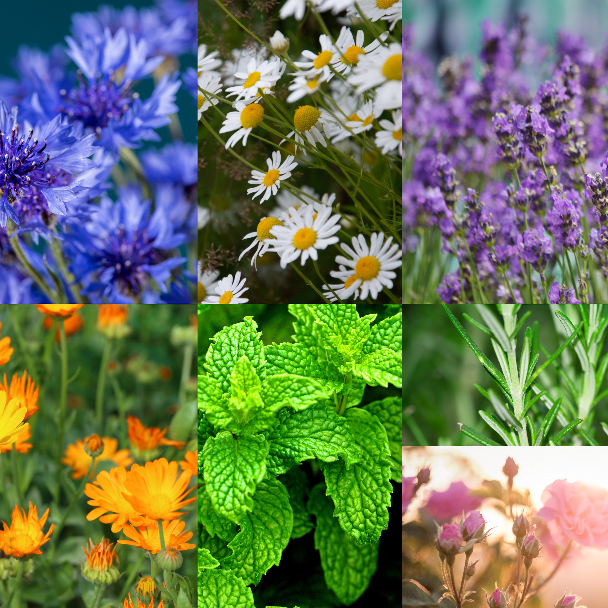 Collage of various flowers and plants including blue cornflowers, white daisies, purple lavender, orange marigolds, green mint leaves, and pink flowers.