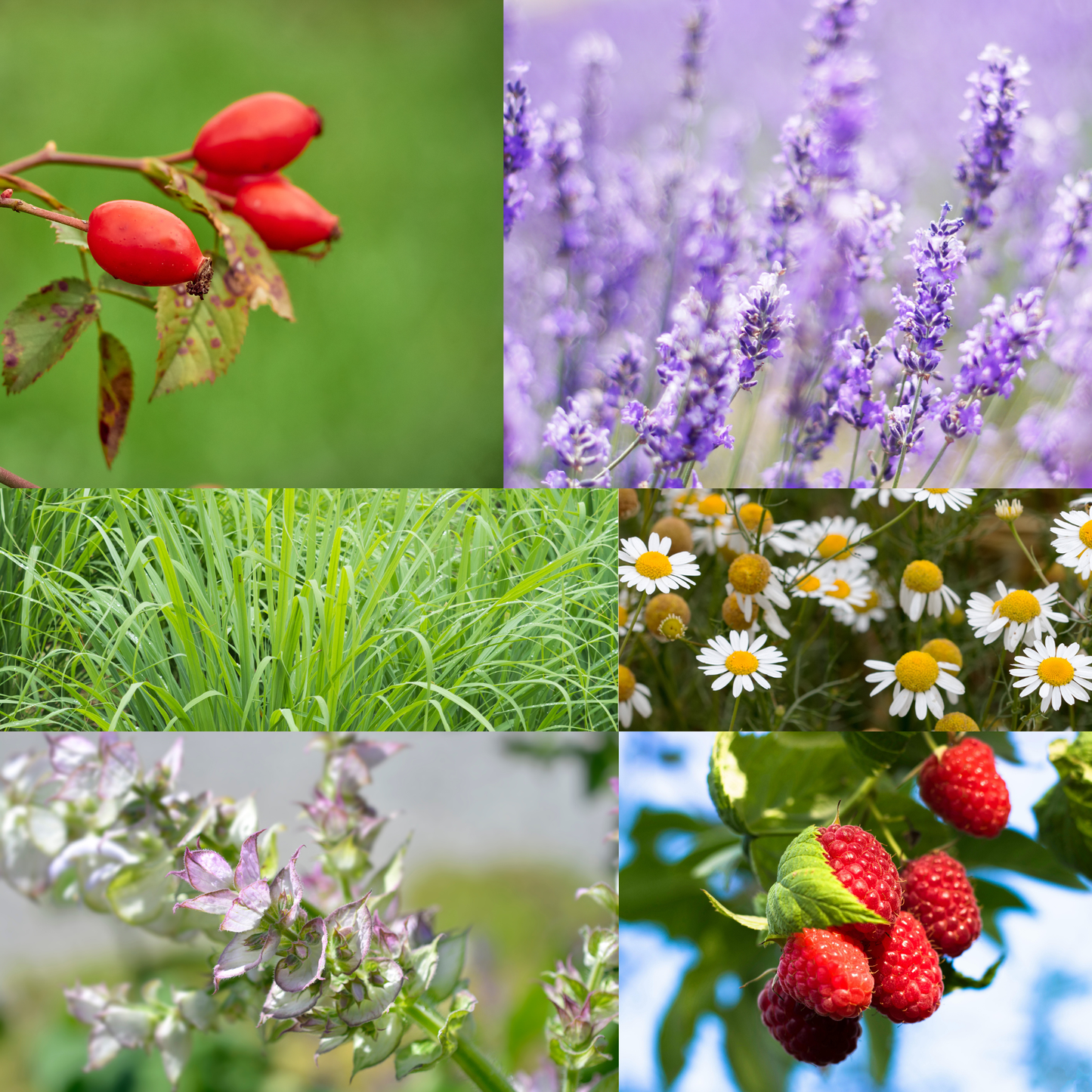 Herbal Face Serum