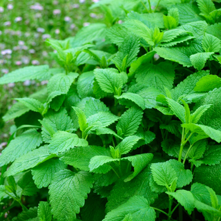 Close-up of green lemon balm plants with a blurred background