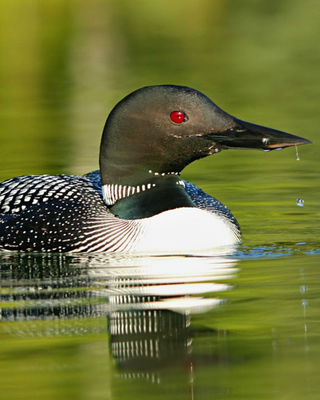 Loon bird on water with a blurred green background