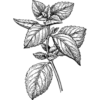 Detailed black and white line drawing of a mint branch on a white background