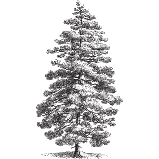 Black and white illustration of a pine tree