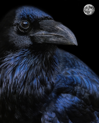 Close-up of a raven with a moon in the background