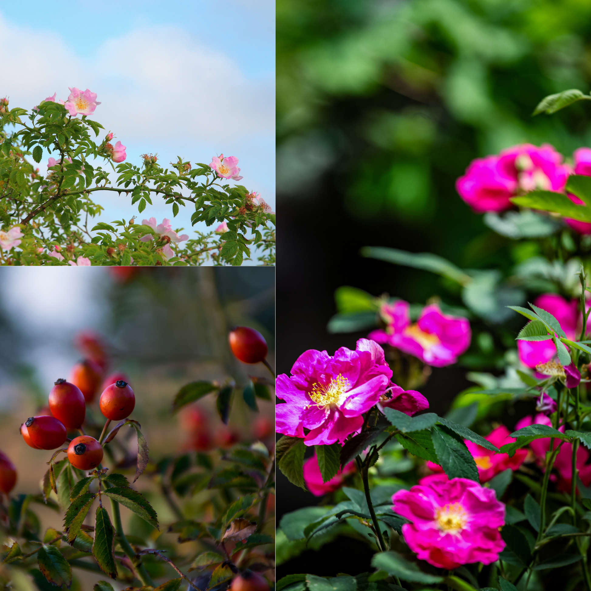 Collage of rose flowers and rose hups with a blurred green background