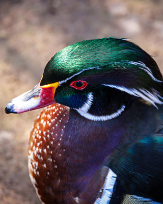 Close-up of a wood duck with a blurred natural background