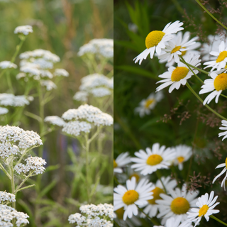 Two sets of flowers, yarrow and chamomile