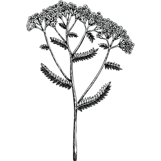 Black and white line drawing of yarrow leaves and flowers on a white background
