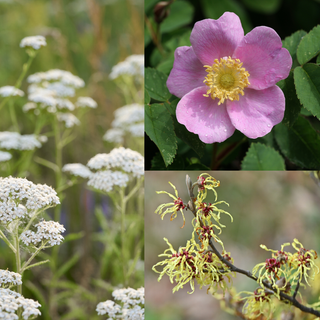 Collage of three different flowers: yarrow, rose, and witch hazel