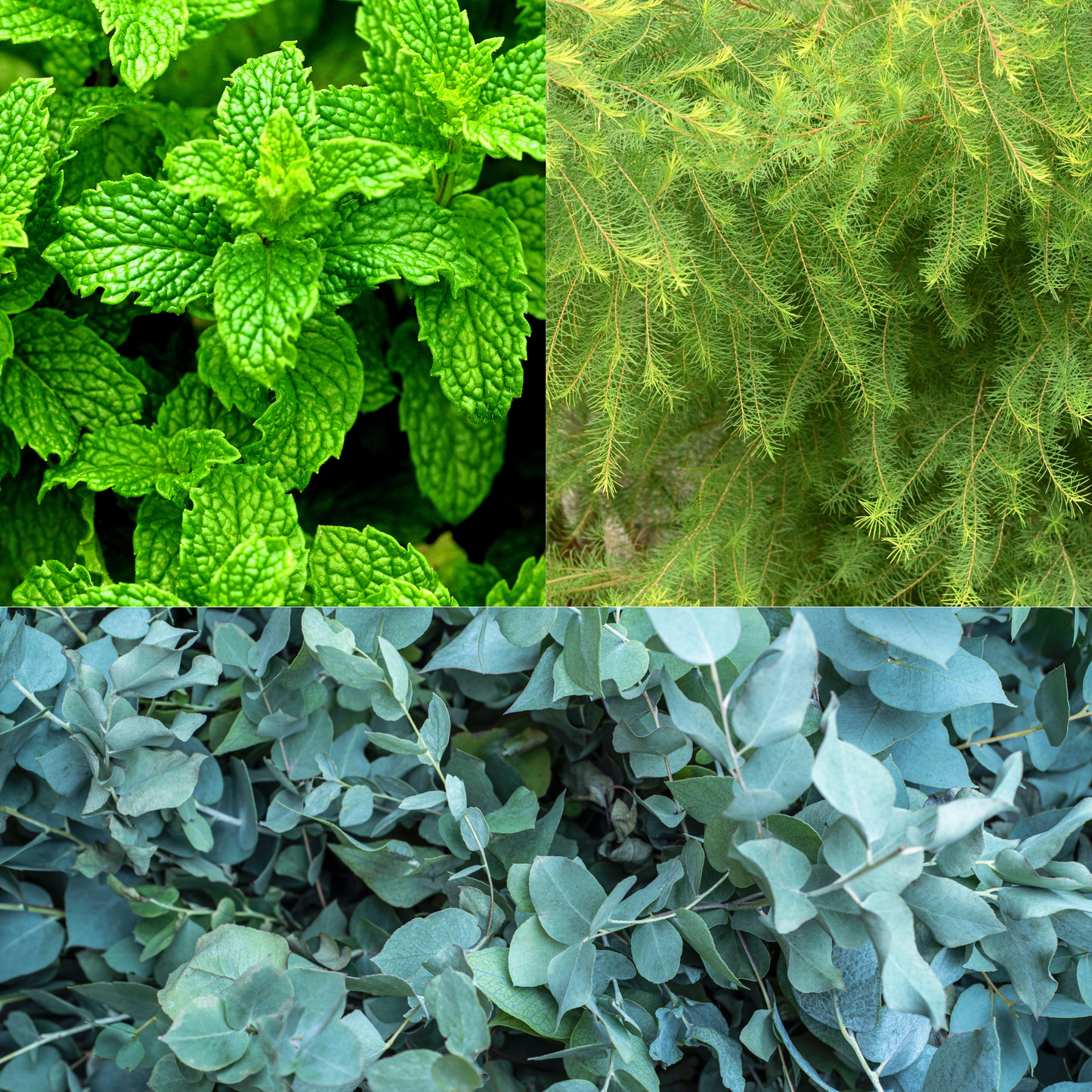 Three different types of green plants arranged in a collage.