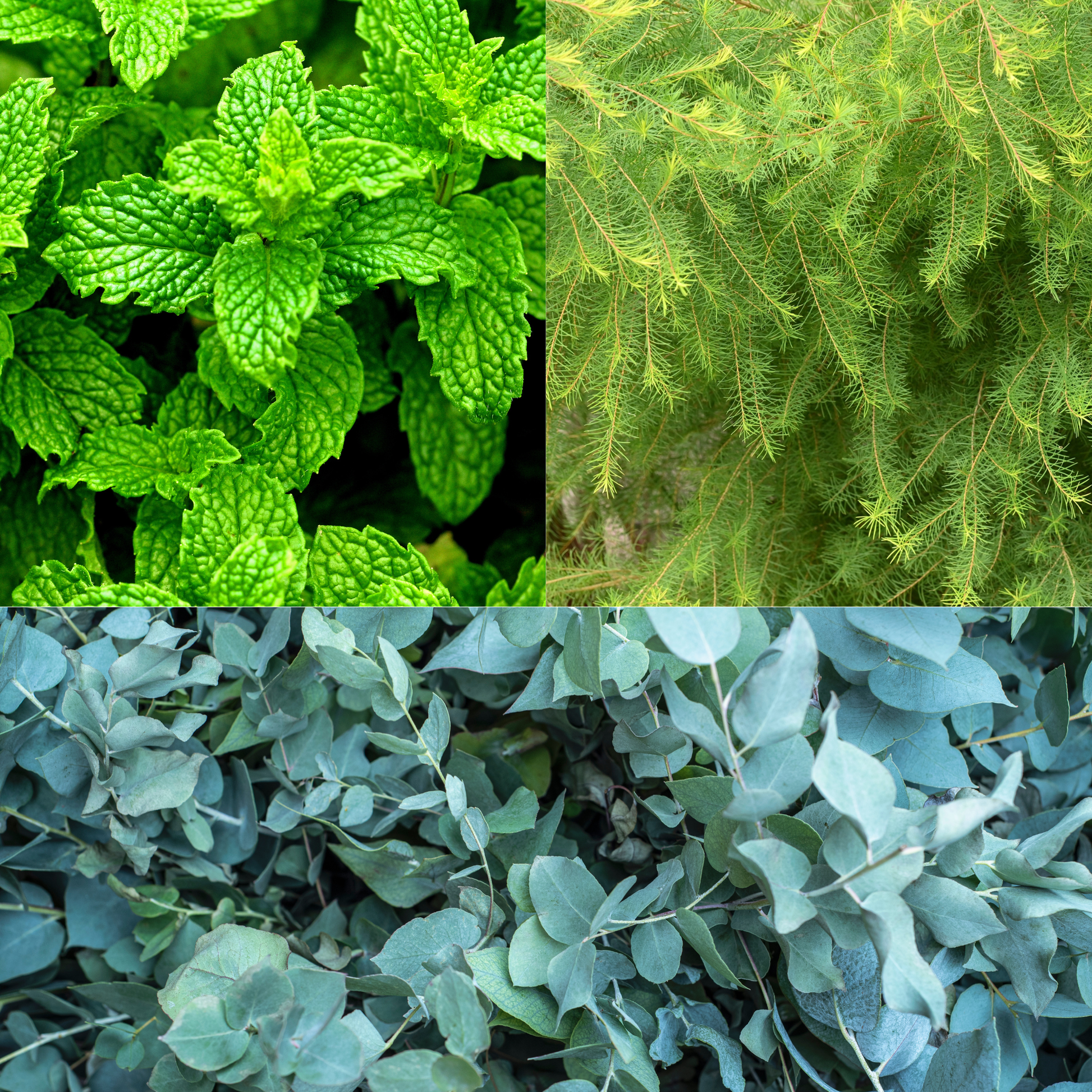 Three different types of green plants arranged in a collage.