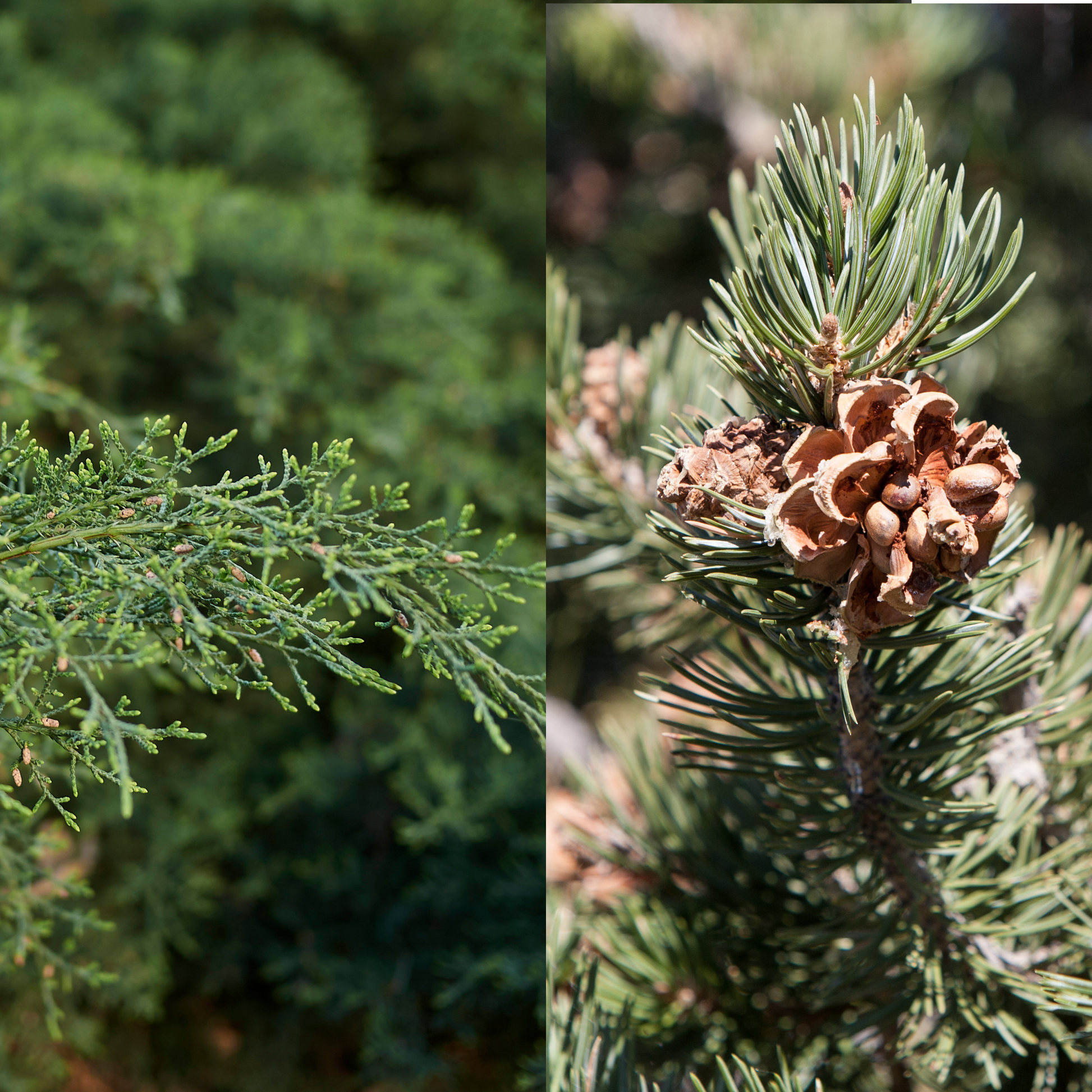 Close-up of a pine branch with green needles and a pine cone on a blurred natural background.