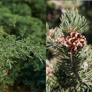 Close-up of a pine branch with green needles and a pine cone on a blurred natural background.