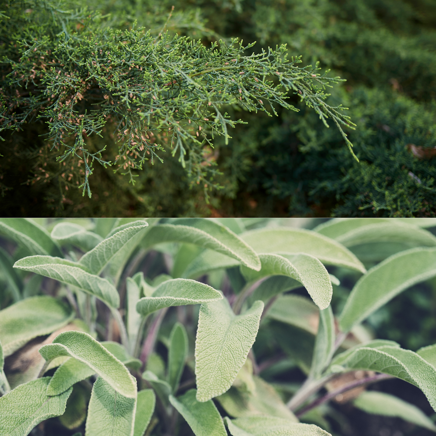 Top image of a green shrub, bottom image of a plant with purple leaves.