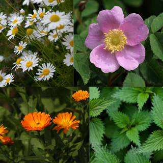 Collage of various flowers including chamomile, rose, calendulas, and nettle.
