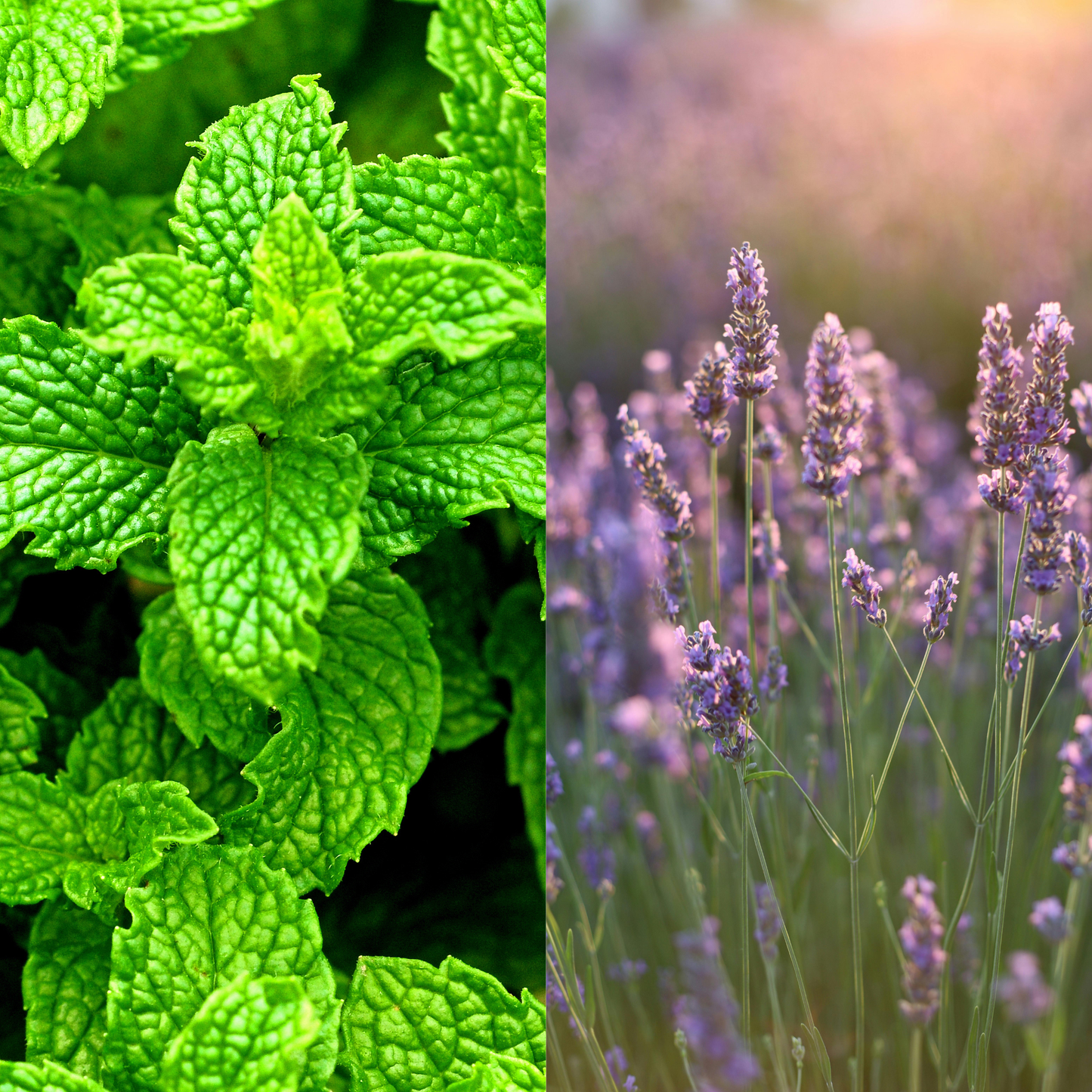 Two images side by side: one of green mint leaves and the other of purple lavender flowers.