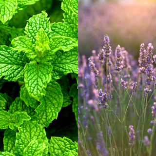 Two images side by side: one of green mint leaves and the other of purple lavender flowers.