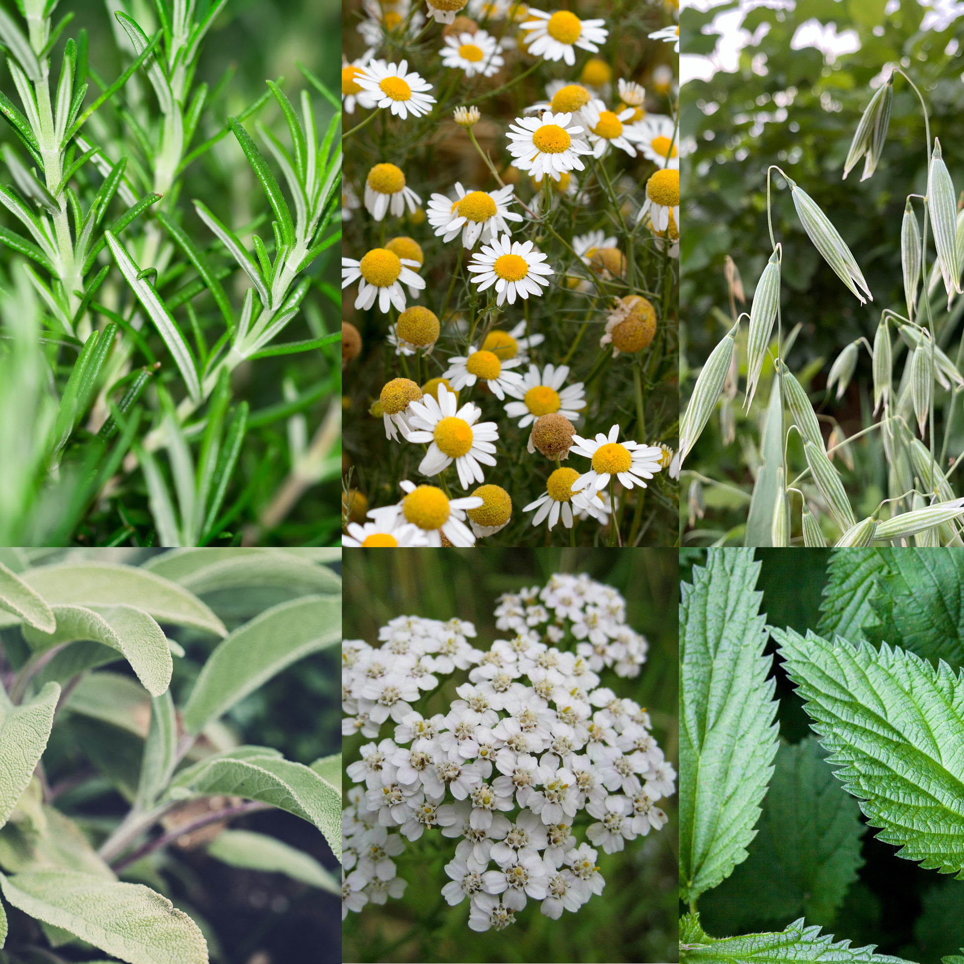 Collage of various plants including green leaves, white flowers, and yellow flowers.