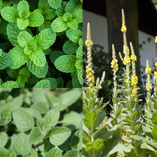 Collage of peppermint, mullein, and oregano plants