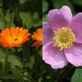 Two photos, one of a calendula flower with greenery in the back, one of a rose flower with greenery in the background