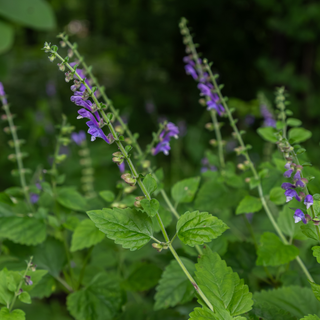 Purple skullcap flowers with green leaves on a blurred green background