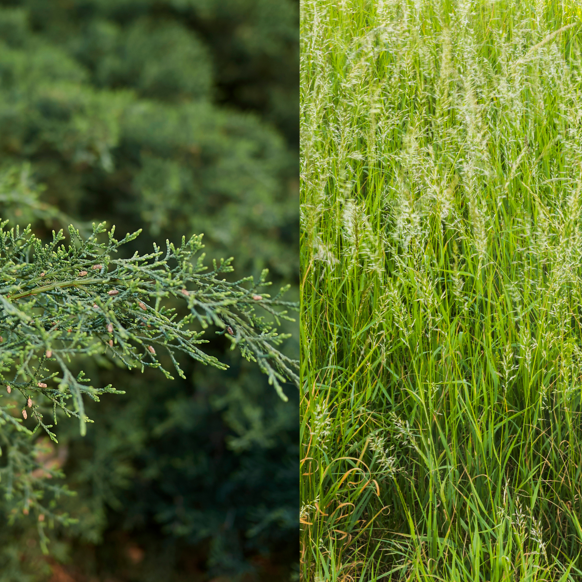 Two images side by side: one of a green bush and the other of a grassy field.