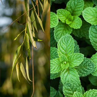 Two images, one of a willow branch and the other of a peppermint plant.