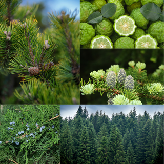 Collage of greenery including pine branches, citrus fruits, and forest view.