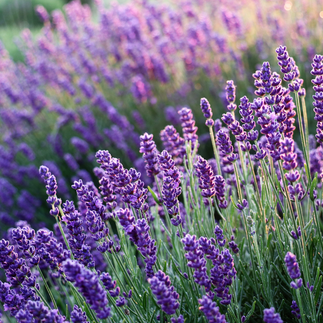 Munstead Lavender Plant